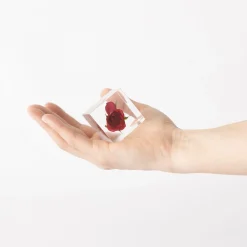 Sola Cube - Rose (Limited Edition)